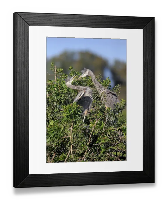 Framed Print : Great Blue Heron (Ardea herodias) Framed Print : Great Blue Heron (Ardea herodias)