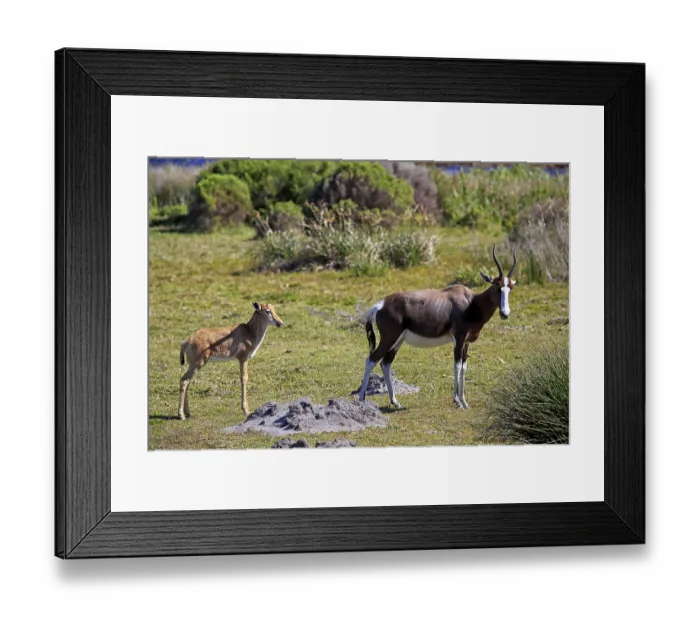 Framed Print : Bontebok (Damaliscus dorcas dorcas)