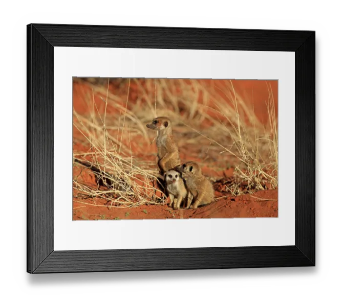 Framed Print : Meerkats (Suricata suricatta), group with young at the den warming up in the morning sun