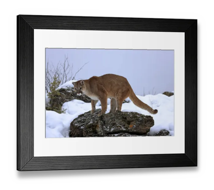 Framed Print : Cougar or Puma (Puma concolor, Felis concolor)