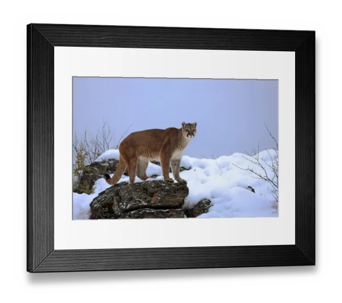 Framed Print : Cougar or Puma (Puma concolor, Felis concolor)