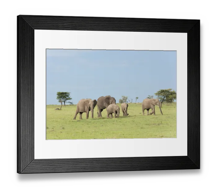 Framed Print : African bush elephants (Loxodonta africana)