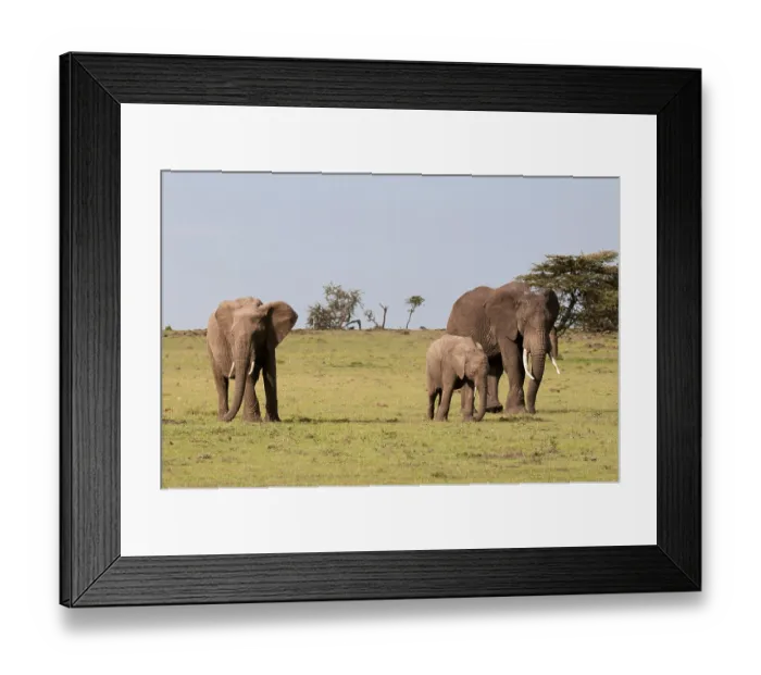 Framed Print : African bush elephants (Loxodonta africana)