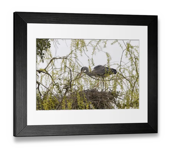 Framed Print : Grey Heron (Ardea cinerea), Gottingen