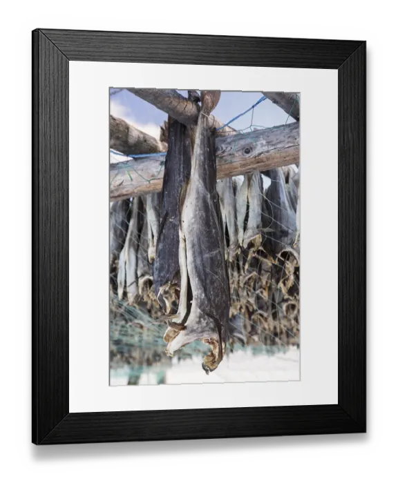 Framed Print : Dried cod, near Skallelv, Vadso Framed Print : Dried cod, near Skallelv, Vadso