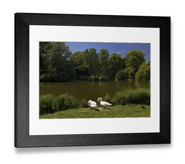 Framed Print : Swans in front of the Maschteich