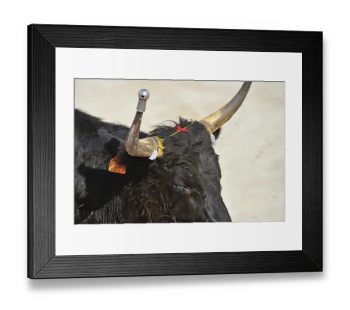 Framed Print : Bullfight, Arena, Saintes Maries de la Mer