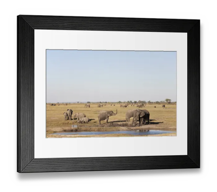 Framed Print : African Elephants (Loxodonta africana) Framed Print : African Elephants (Loxodonta africana)