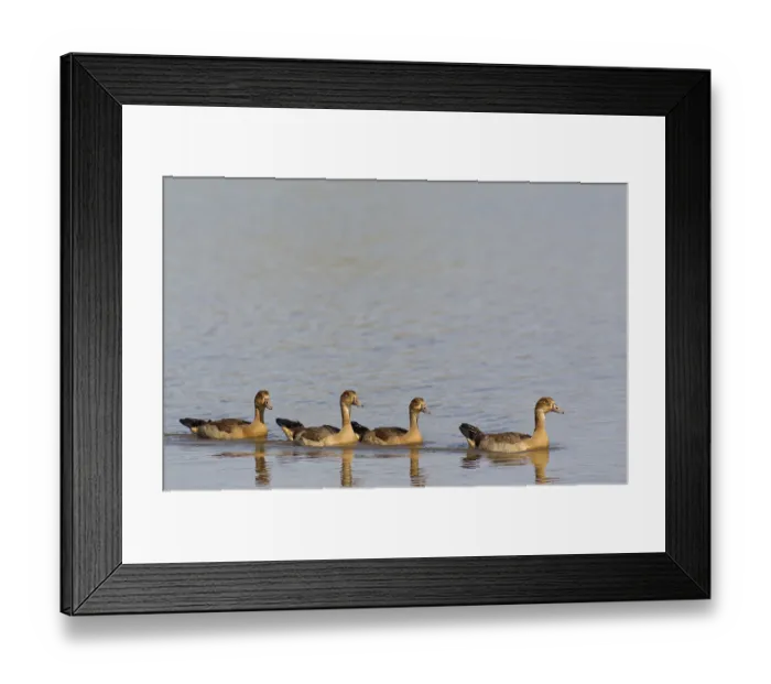 Framed Print : Egyptian Geese (Alopochen aegyptiaca) Framed Print : Egyptian Geese (Alopochen aegyptiaca)