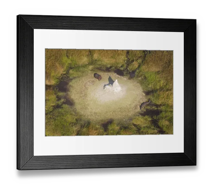 Framed Print : Hippopotamuses (Hippopotamus amphibius) and Nile Crocodile (Crocodylus niloticus)