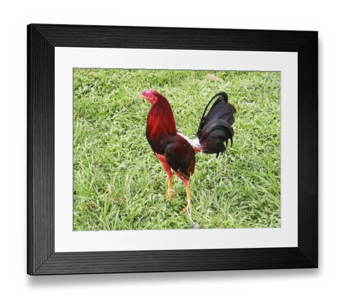 Framed Print : Fighting Cock, Domestic Cock, House Cock, Cuba