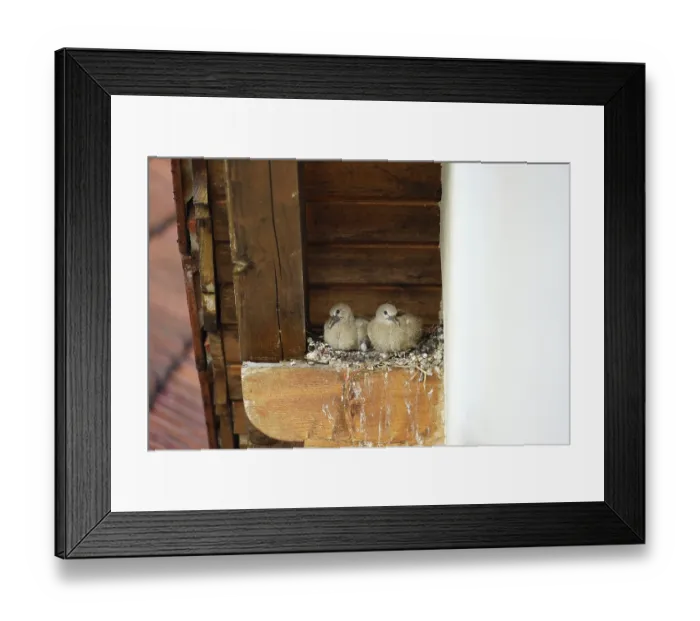 Framed Print : Pigeons, young birds in nest, pigeon nest on farmhouse