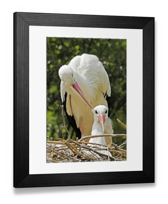 Framed Print : Affectionate white stork pair (Ciconia ciconia)