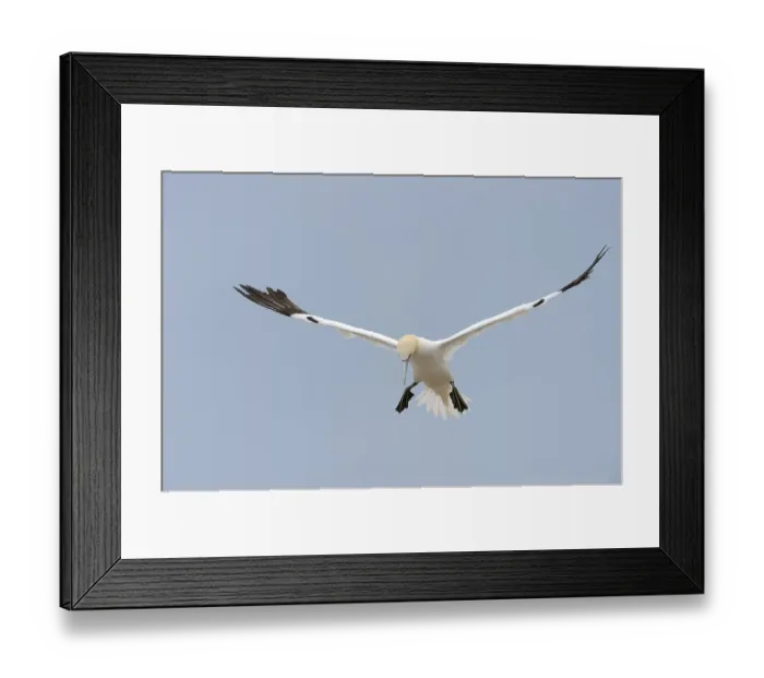 Framed Print : Northern Gannet (Morus bassanus) in flight Framed Print : Northern Gannet (Morus bassanus) in flight