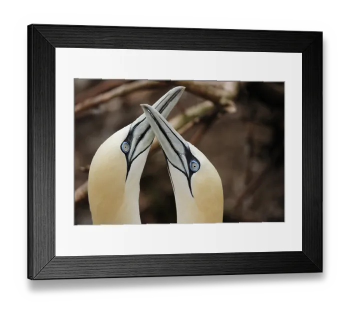 Framed Print : Two Northern gannets (Morus bassanus) Framed Print : Two Northern gannets (Morus bassanus)