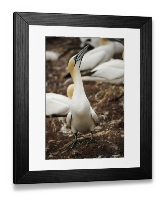 Framed Print : Northern Gannet (Morus bassanus)