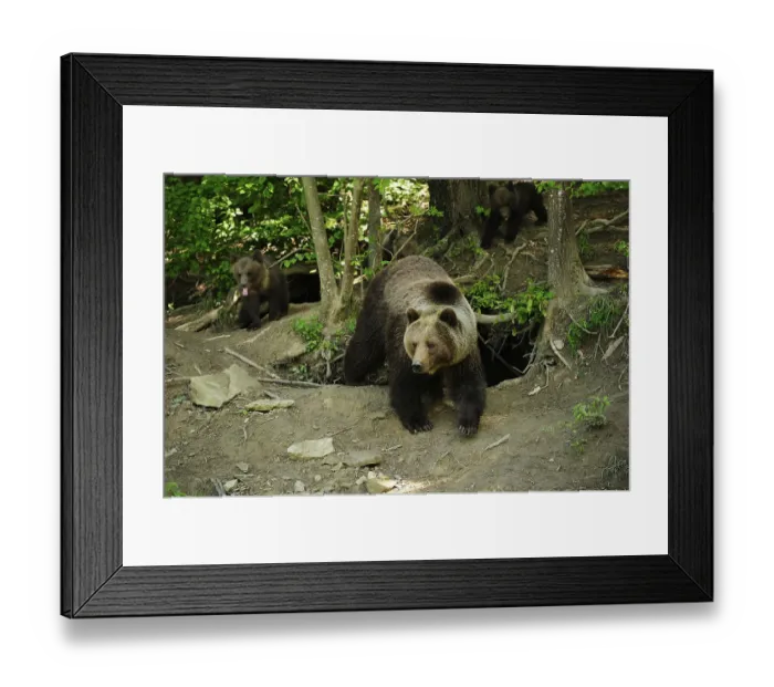 Framed Print : Brown Bears (Ursus arctos), mother with her cubs