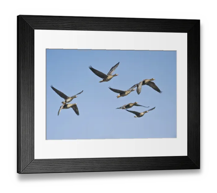 Framed Print : Greater white-fronted geese (Anser albifrons) in flight Framed Print : Greater white-fronted geese (Anser albifrons) in flight