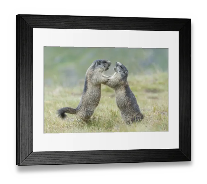 Framed Print : Alpine Marmots (Marmota marmota)
