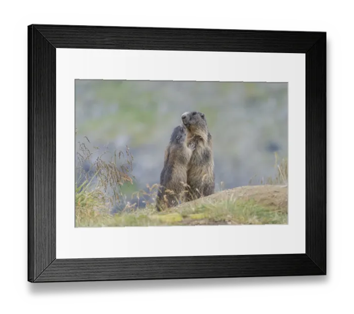 Framed Print : Alpine Marmots (Marmota marmota)