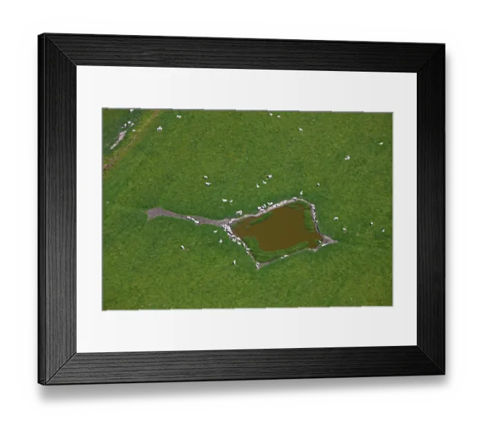 Framed Print : Aerial view of sheep (Ovies aries) with lambs at the watering trough in a meadow in spring