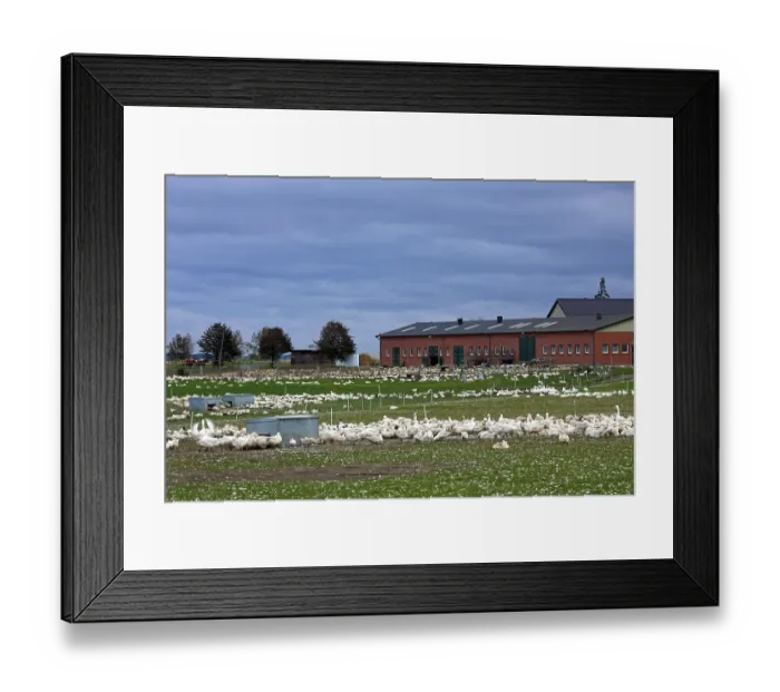 Framed Print : Greylag goose (Anser anser) in Goose Farm, Germany