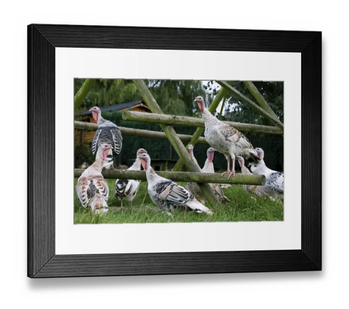 Framed Print : Domestic turkeys, turkey, turkeys