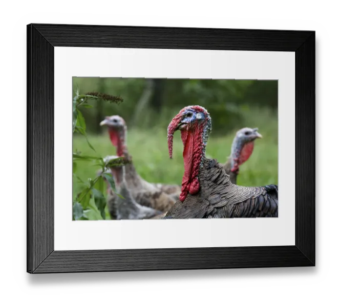 Framed Print : Domestic turkeys, turkey, turkeys Framed Print : Domestic turkeys, turkey, turkeys