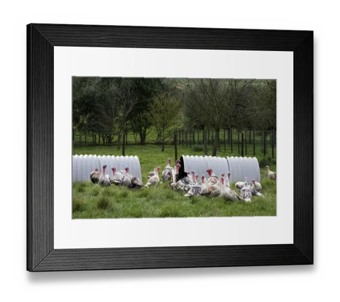 Framed Print : Domestic turkeys, turkey, turkeys