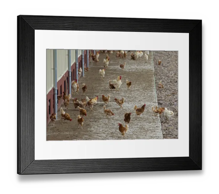 Framed Print : Domestic Chickens (Gallus gallus domesticus)