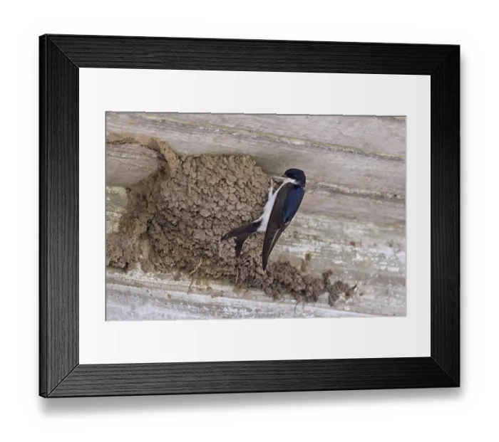 Framed Print : Common house martin (Delichon urbicum)