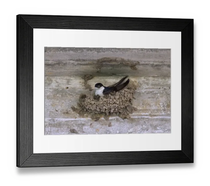 Framed Print : Common house martin (Delichon urbicum) Framed Print : Common house martin (Delichon urbicum)