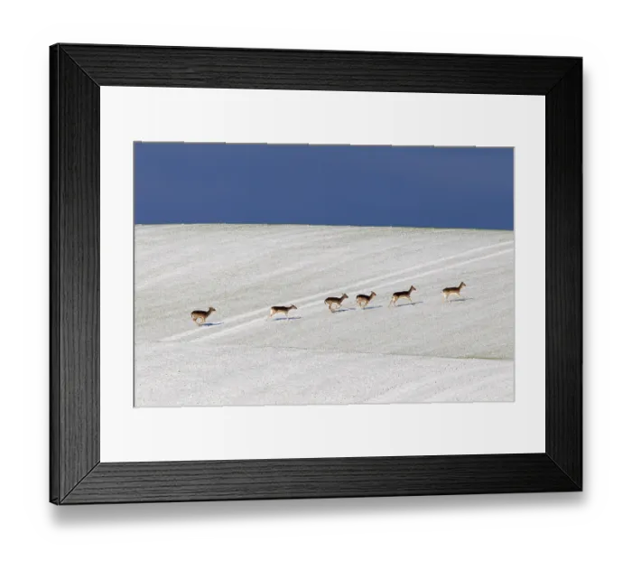 Framed Print : Fallow deer (Dama dama) herd crossing field in snow in winter