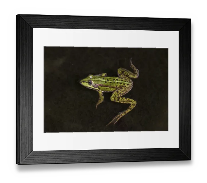 Framed Print : Edible frog (Pelophylax kl. esculentus) Framed Print : Edible frog (Pelophylax kl. esculentus)