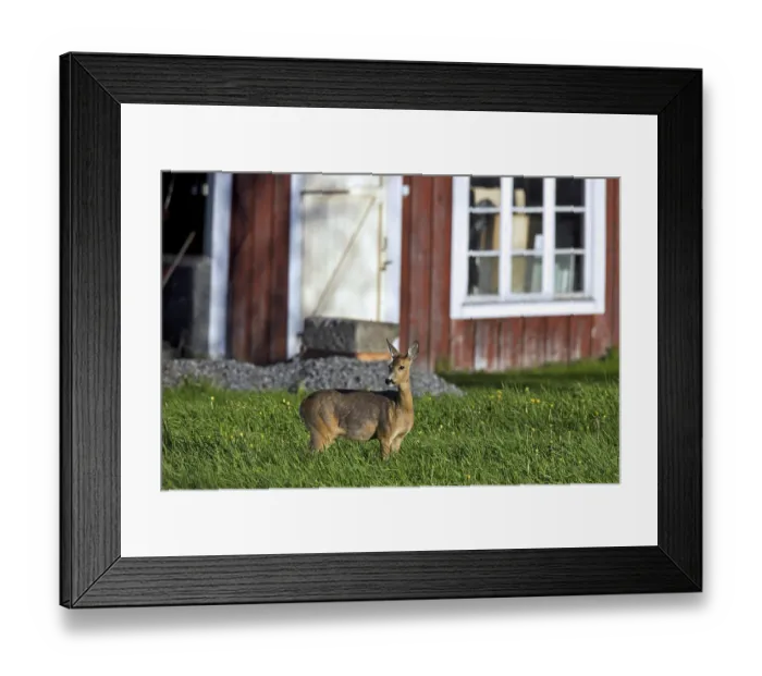 Framed Print : Roe deer (Capreolus capreolus) in meadow near farmhouse Framed Print : Roe deer (Capreolus capreolus) in meadow near farmhouse