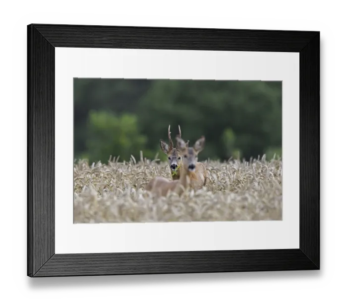 Framed Print : European roe deer (Capreolus capreolus) buck chasing doe in wheat field during the rut in summer