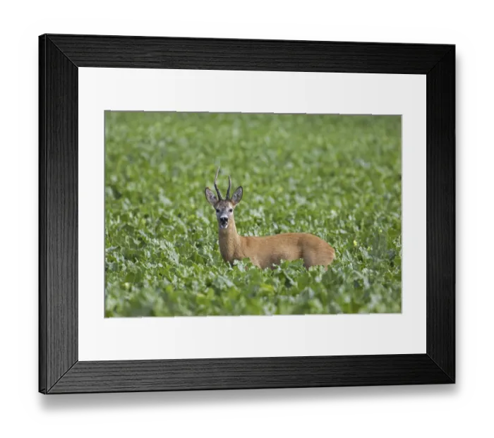 Framed Print : European roe deer (Capreolus capreolus) male