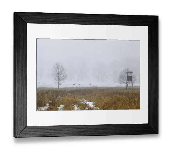 Framed Print : Fallow deer (Dama dama) herd foraging in field in front of hunting blind in winter