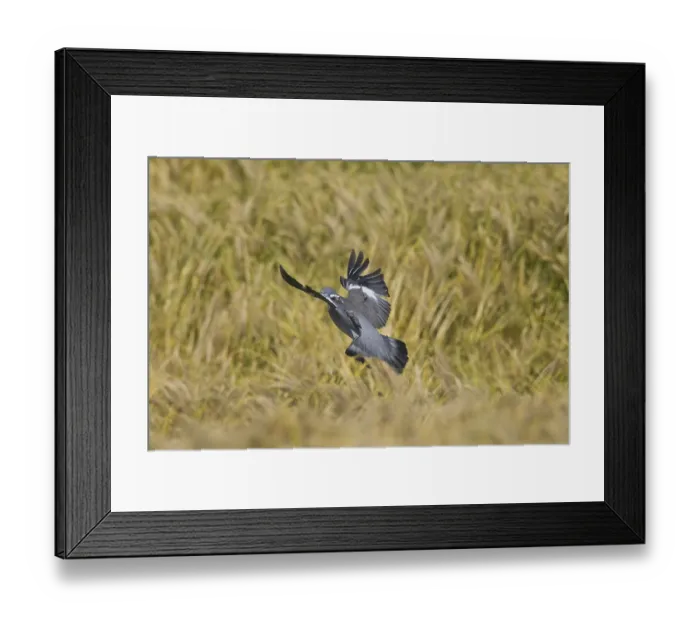 Framed Print : Common Wood Pigeon (Columba palumbus) landing in cornfield