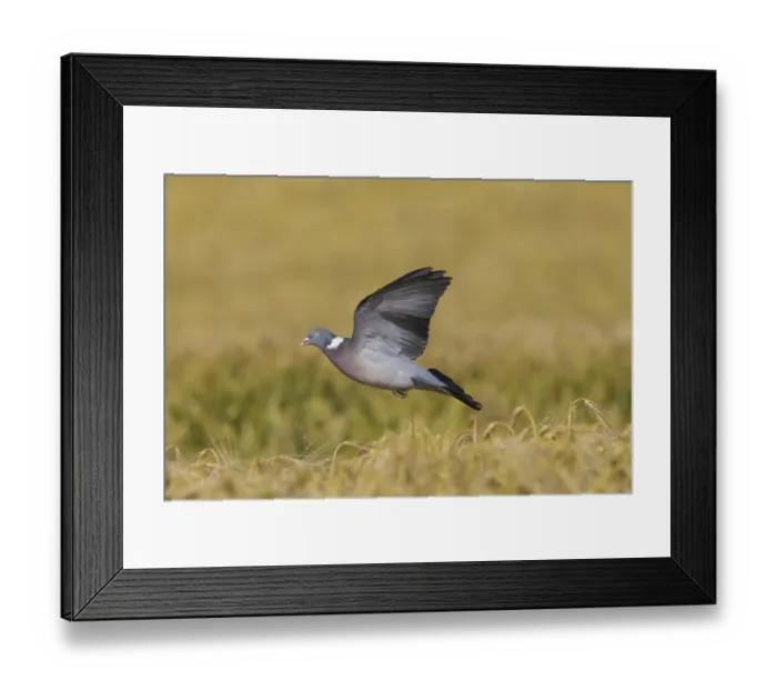 Framed Print : Common Wood Pigeon (Columba palumbus) landing in cornfield Framed Print : Common Wood Pigeon (Columba palumbus) landing in cornfield
