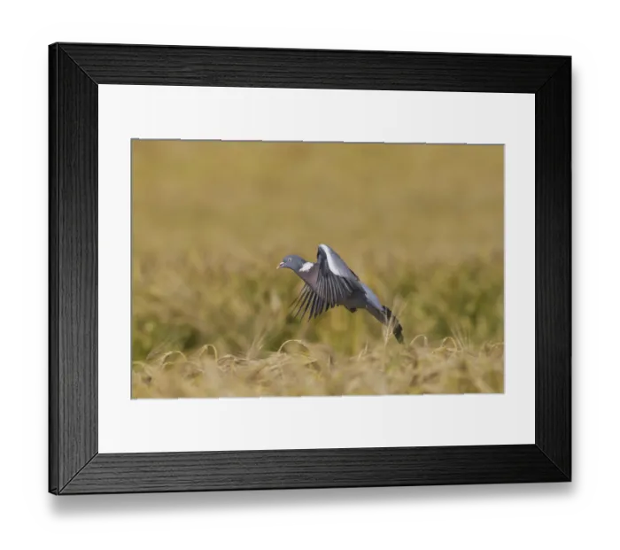 Framed Print : Common Wood Pigeon (Columba palumbus) landing in cornfield