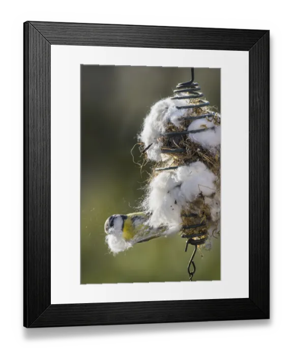 Framed Print : Blue tit (Parus caeruleus) Framed Print : Blue tit (Parus caeruleus)