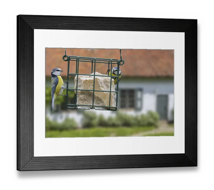 Framed Print : Two blue tits (Parus caeruleus) eating fat Framed Print : Two blue tits (Parus caeruleus) eating fat