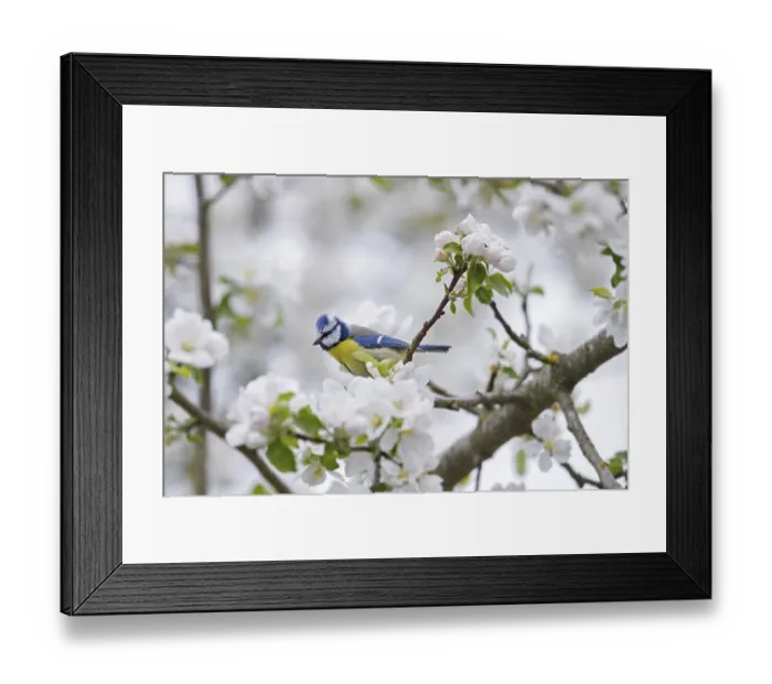 Framed Print : Blue tit (Parus caeruleus) perched in flowering Framed Print : Blue tit (Parus caeruleus) perched in flowering