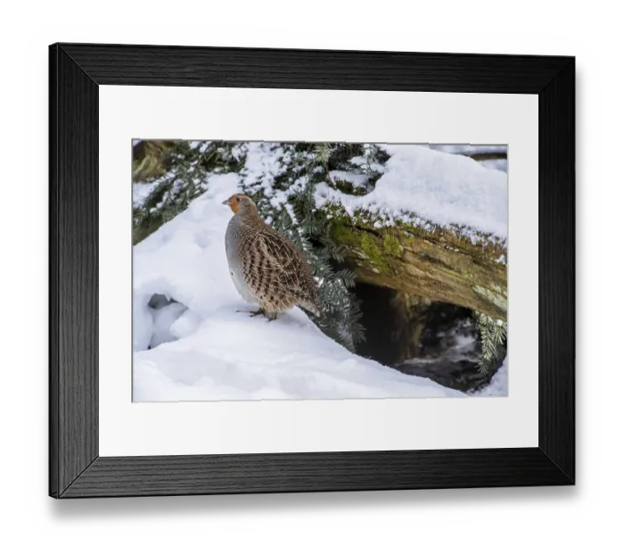 Framed Print : Grey partridge, English partridge (Perdix perdix)