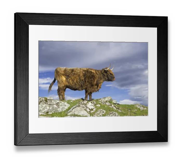 Framed Print : Highland cow (Bos taurus) portrait in the Scottish Highlands