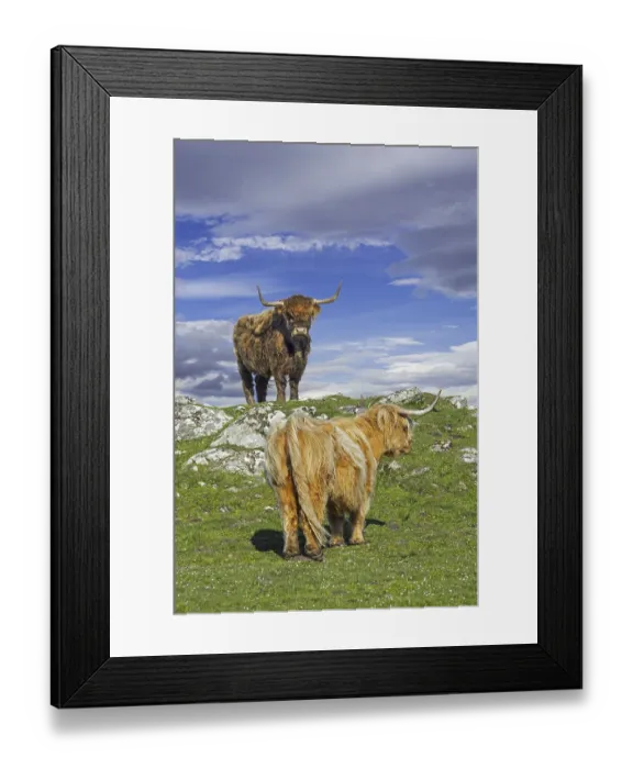 Framed Print : Two Highland cows (Bos taurus) in meadow in the Scottish Highlands