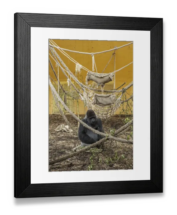 Framed Print : Western lowland gorilla (Gorilla gorilla gorilla) silverback male sitting inside indoor enclosure in the Cabarceno Park Framed Print : Western lowland gorilla (Gorilla gorilla gorilla) silverback male sitting inside indoor enclosure in the Cabarceno Park