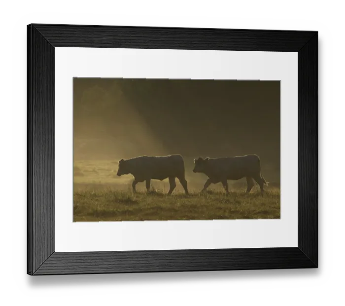 Framed Print : Two cows (Bos taurus) in field on a misty morning