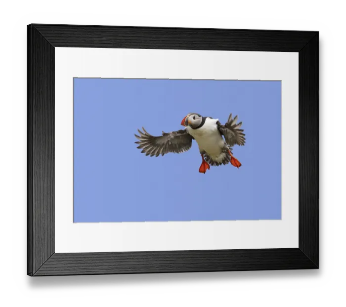 Framed Print : Atlantic puffin (Fratercula arctica) in flight landing with spread wings in summer